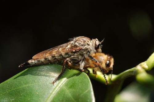 Réf. 213 986 : Machimus sp.